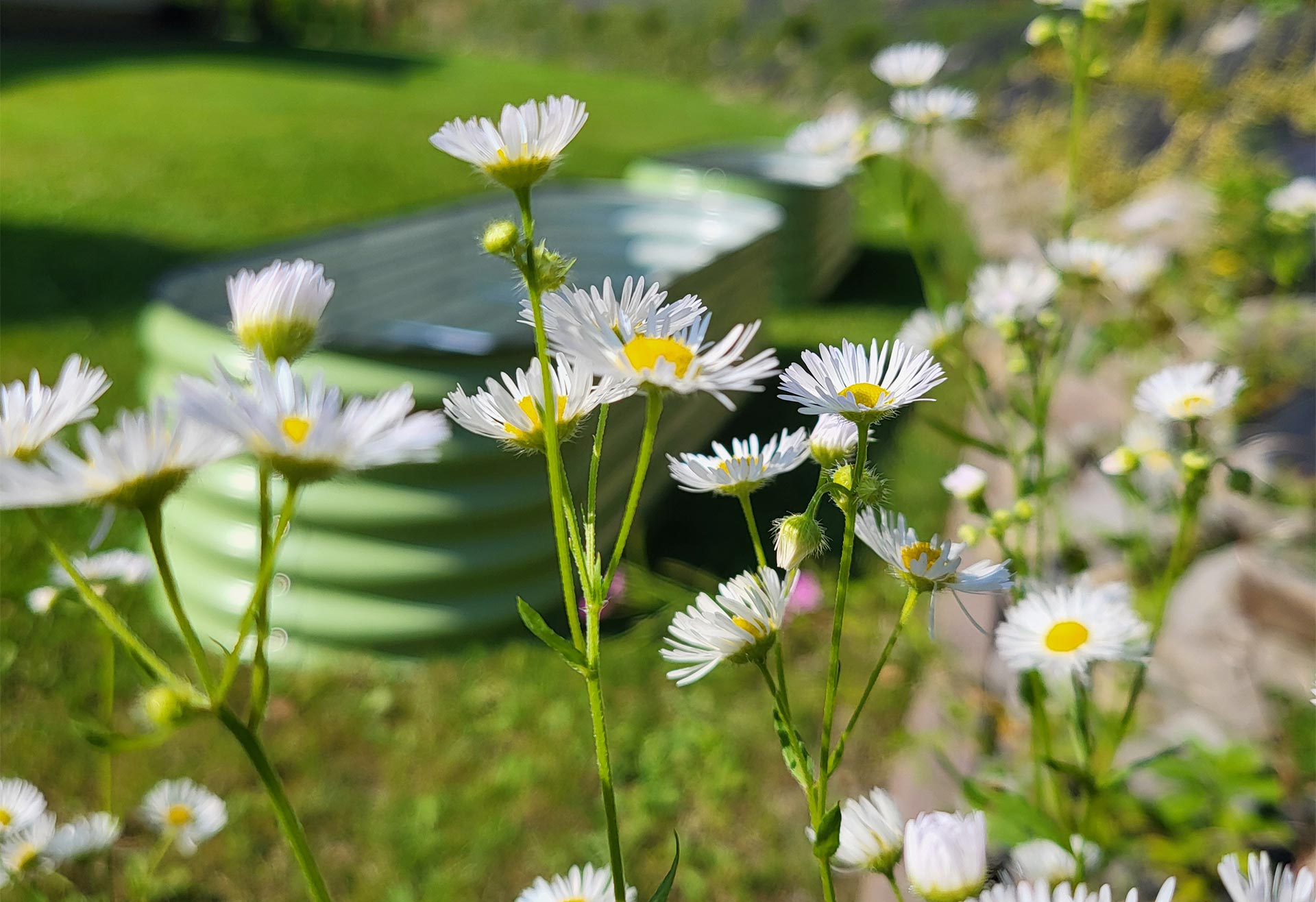 Dekoratives Bild: Nahaufnahme von weißen Wildblumen auf einer grünen Wiese. Im Hintergrund stehen Metall-Hochbeete in einem sonnigen Garten.