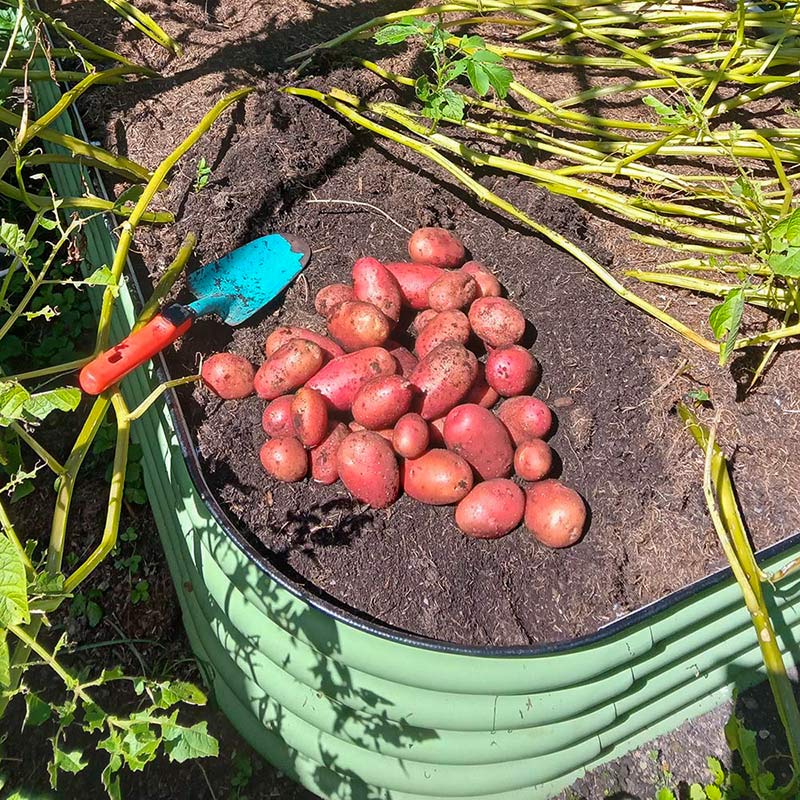 Frisch geerntete rote Kartoffeln liegen in einem Metallhochbeet. Eine kleine Gartenschaufel liegt daneben. Im Hintergrund sind verwelkte Kartoffelpflanzen zu sehen.