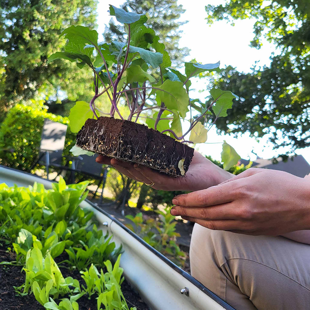Eine Person hält Setzlinge junger Kohlrabi-Pflanzen über einem Metallhochbeet.