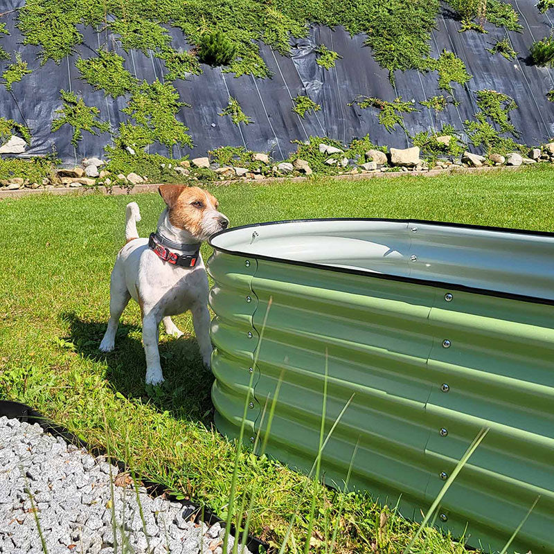 Salbeigrünes Metallhochbeet auf einer grünen Wiese, mit einem neugierigen Hund Jack Russell Terrier, der am Rand des Hochbeets schnuppert.