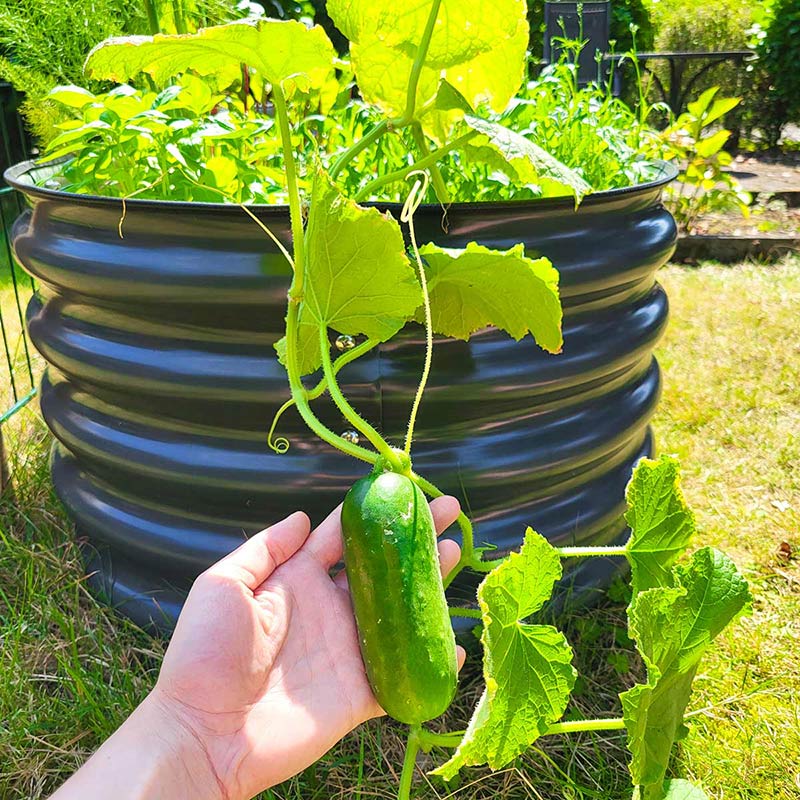 Das Bild zeigt ein Metallhochbeet mit einer Gurkenpflanze. Im Vordergrund wird eine erntebereite Gurke an der Pflanze von einer Hand gehalten.