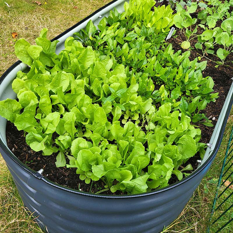 Nahaufnahme von Metall Hochbeet in Anthrazit. Das Hochbeet ist bepflanzt mit frischem Salat und Spinat. 