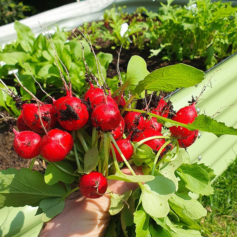 Frisch geerntete, leuchtend rote Radieschen, gehalten in einer Hand. Im Hintergrund ist ein salbeigrünes Metallhochbeet mit Gemüse.